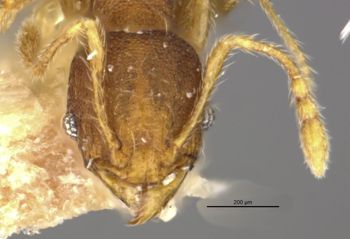Media type: image;   Entomology 745093 Aspect: head frontal view